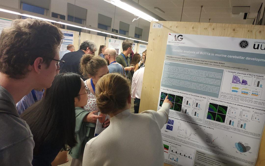 Genetic analysis of Bcl11a in murine cerebellar development